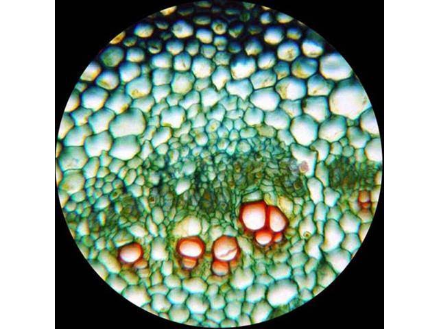 2000X LED Trinocular Compound Microscope with 3D Mechanical Stage and 9MP Camera V800